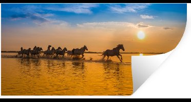 Muurstickers - Sticker Folie - Kudde paarden galoppeert in Camargue in de zonsondergang - 40x20 cm - Plakfolie - Muurstickers Kinderkamer - Zelfklevend Behang - Zelfklevend behangpapier - Stickerfolie