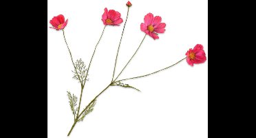 Silk-ka Kunstbloem-Zijden Bloem Cosmos Tak Rood-Roze 92 cm