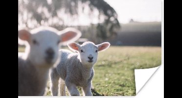 Poster Dieren - Schaap - Lam - 30x20 cm