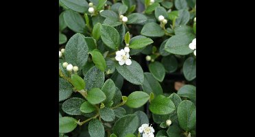 6 x Wintergroene Dwergmispel - Snelgroeiende Bodembedekker - Cotoneaster dammeri in 9x9cm pot met hoogte 5-10cm
