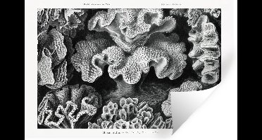 Muurstickers - Sticker Folie - Kunst - Koraal - Ernst Haeckel - Oude meesters - Natuur - 30x20 cm - Plakfolie - Muurstickers Kinderkamer - Zelfklevend Behang - Zelfklevend behangpapier - Stickerfolie