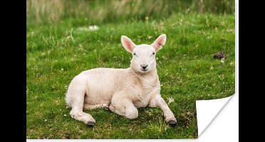 Poster Schaap - Dieren - Lam - 30x20 cm