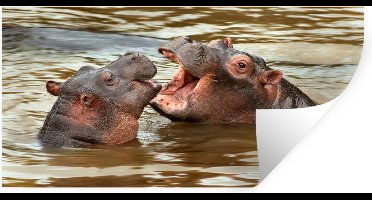 Muurstickers - Sticker Folie - Nijlpaard - Dieren - Water - 40x20 cm - Plakfolie - Muurstickers Kinderkamer - Zelfklevend Behang - Zelfklevend behangpapier - Stickerfolie