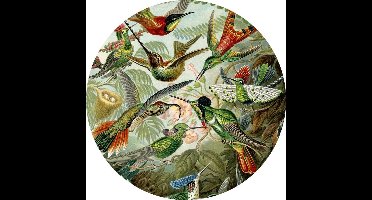 Trochilidae (of Kolibries), Ernst Haeckel - Foto op Behangcirkel - ⌀ 150 cm