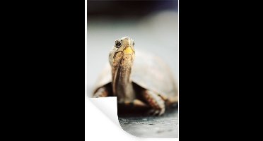 Muurstickers - Sticker Folie - Close-up van een kleine schildpad op het land - 20x30 cm - Plakfolie - Muurstickers Kinderkamer - Zelfklevend Behang - Zelfklevend behangpapier - Stickerfolie
