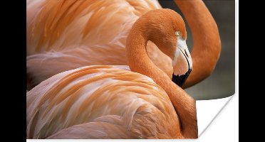 Poster Twee flamingo's die naast elkaar staan - 30x20 cm