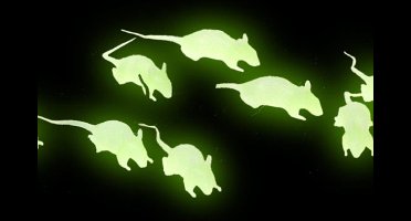 ATOSA - 12 fosforescerende ratten
