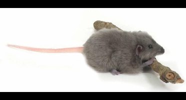 Rat Knuffel grijs, 12 cm, Hansa