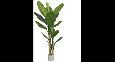 Bananenplant 2-stam - 210cm