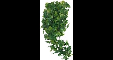 Komodo Plant Split Philodendron - 30 cm