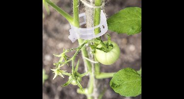 Plant clips 25 stuks voor ondersteuning tomaten, rozen, aubergines, courgettes, sierplanten etc.