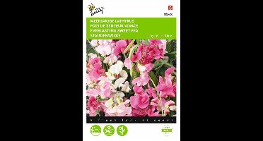 Lathyrus latifolius (kleurenmengsel)