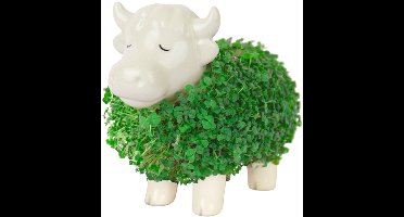 Gift Republic Plantenpot met chiazaden - Highland Cow