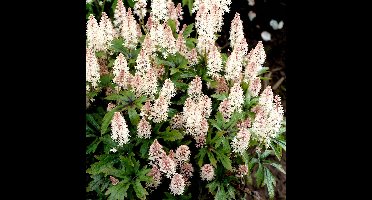 12 x Tiarella 'Pink Skyrocket' - Schuimbloem in 9x9 pot met hoogte 0-10 cm