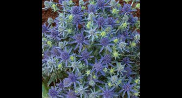 12 x Eryngium planum 'Blue Hobbit' - Kruisdistel in 9x9 pot met hoogte 0-10 cm