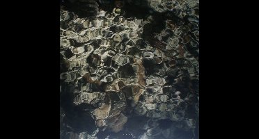 Hope - Navel (LP)