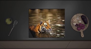 Inductieplaat Beschermer - Bengaalse Tijger in het Water - 60x52 cm - 2 mm Dik - Inductie Beschermer met zwarte kern