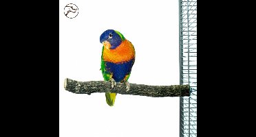 Back Zoo Nature Corky Perch - Medium - Zitstok - natuurlijk - papegaai - speeltje