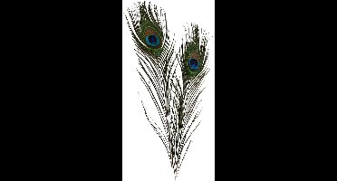 Pauwenveren, L: 25-30 cm, 10 stuk/ 1 doos