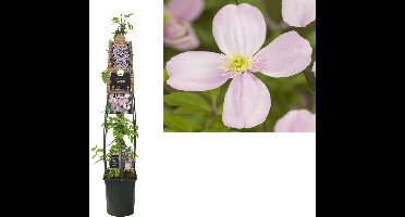 Klimplant Clematis montana Rubens (Bosrank) 120cm