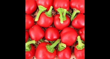 BIO paprika zaden - Paprika Mini Bell Rood