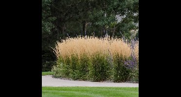 50 x Struisriet Karl Foerster - Bloeiend Siergras - Calamagrostis Karl Foerster in 9x9cm pot met hoogte 5-10cm