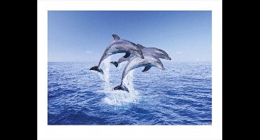 Kunstdruk Dolphin Trio 50x40cm