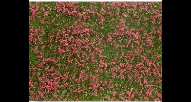 NOCH 07257 Bodembedekker Landschap bouw Rood