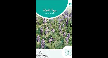 Hortitops - Agastache, Dropplant (mexicana)