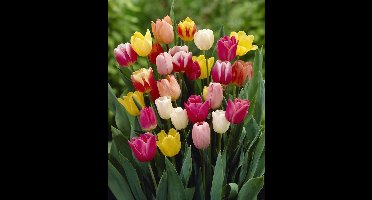 Tulipa triumph Mix - 75 stuks - Tulpen