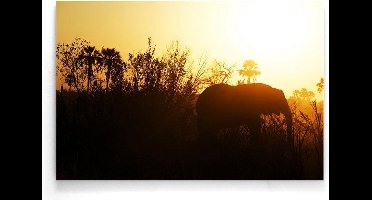 Walljar - Olifant - Dieren poster