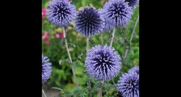50 x Kogeldistel Blauw|Grijs - Winterharde Tuinplant - Echinops bannaticus Blue Glow in 9x9cm pot met hoogte 5-10cm