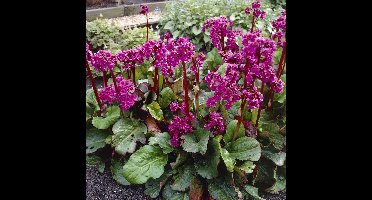 12 x Schoenlappersplant XL Roze|Rood - Bodembedekker Wintergroen - Bergenia cordifolia in C2(liter) pot met hoogte 0 - 30cm