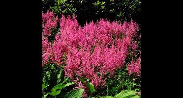 50 x Pluimspirea Roze - Winterharde Tuinplant - Astilbe Rheinland in 9x9cm pot met hoogte 0-10cm