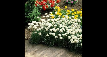 50 x Engels Gras Wit - Bodembedekker Wintergroen - Armeria maritima 'Alba' in 9x9cm pot met hoogte 0 - 10 cm