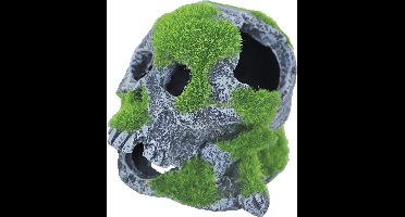 De Boon Schedel + Mos