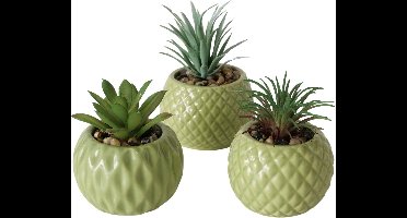 3 vet plantjes in groene stenen potjes