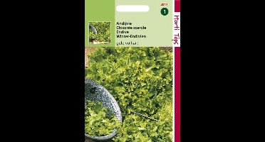 Hortitops zaden - Andijvie Blonde A Coeur Plein-Gele