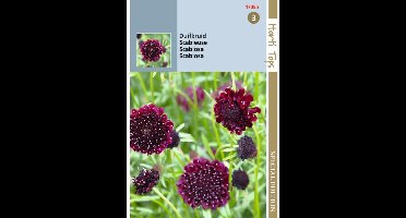 Hortitops Scabiosa Sweet Paars