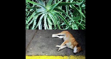 Steve Bates - All The Things That Happen (LP)