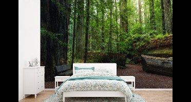 Behang - Fotobehang Een groep Redwood bomen - Breedte 390 cm x hoogte 260 cm