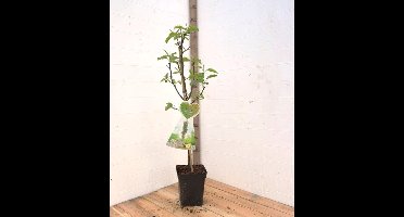 Condo -Peren zuilboom -Zeer compact- Fruitboom- 120 cm hoog- Potgekweekt