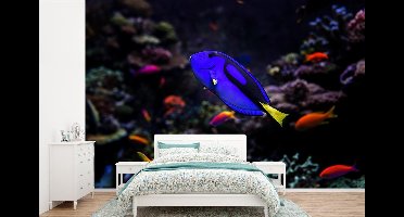 Behang - Fotobehang Een Picasso-Doktersvisje in een aquarium - Breedte 450 cm x hoogte 300 cm