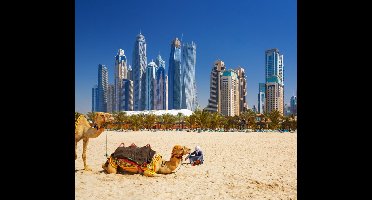 Kamelen op Jumeirah strand voor de skyline van Dubai - Fotobehang (in banen) - 350 x 260 cm