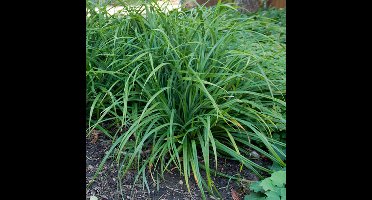 12 x Japanse Zegge Groen - Bodembedekker Siergras Wintergroen - Carex foliosissima Irish Green in 9x9cm pot met hoogte 5-10cm