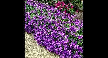 25 x Klokjesbloem Blauw - Wintergroene Bodembedekker - Campanula Portenschlagiana in 9x9cm pot met hoogte 5-10cm