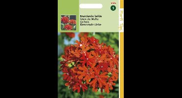 Hortitops zaden - Brandende Liefde Bloemzaad - Lychnis Chalcedonica