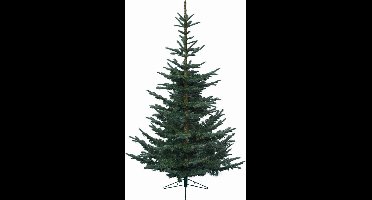 Everlands - Nobilis Fir - Kunstkerstboom 210 cm hoog - Zonder verlichting