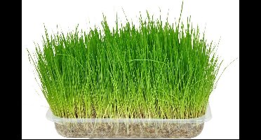 Flamingo Kattenspeelgoed gras