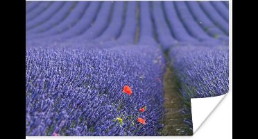 Poster Lavendel - Klaproos - Bloemenweide - 30x20 cm